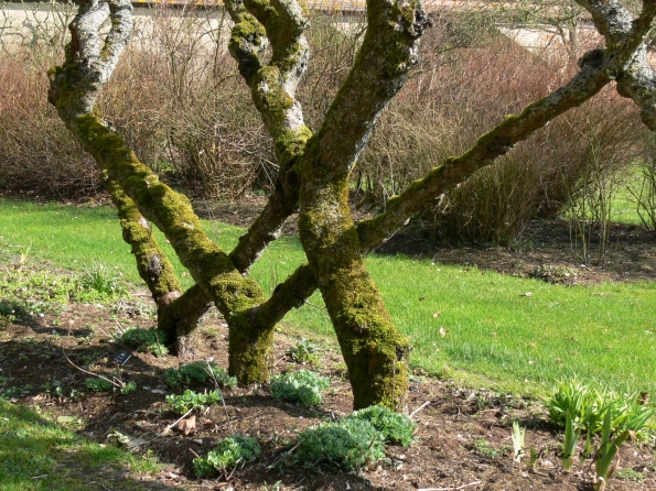 Bois des Moutiers (58) mars 2012
